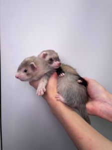 Ручні тхорики, хорьки ручные, фретки декоративні