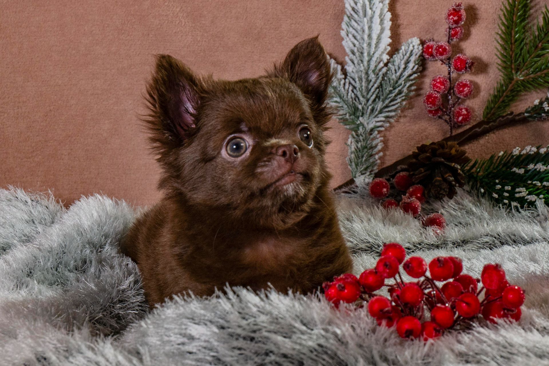 Неймовірної краси хлопчик чихуахуа шоколадного кольору!