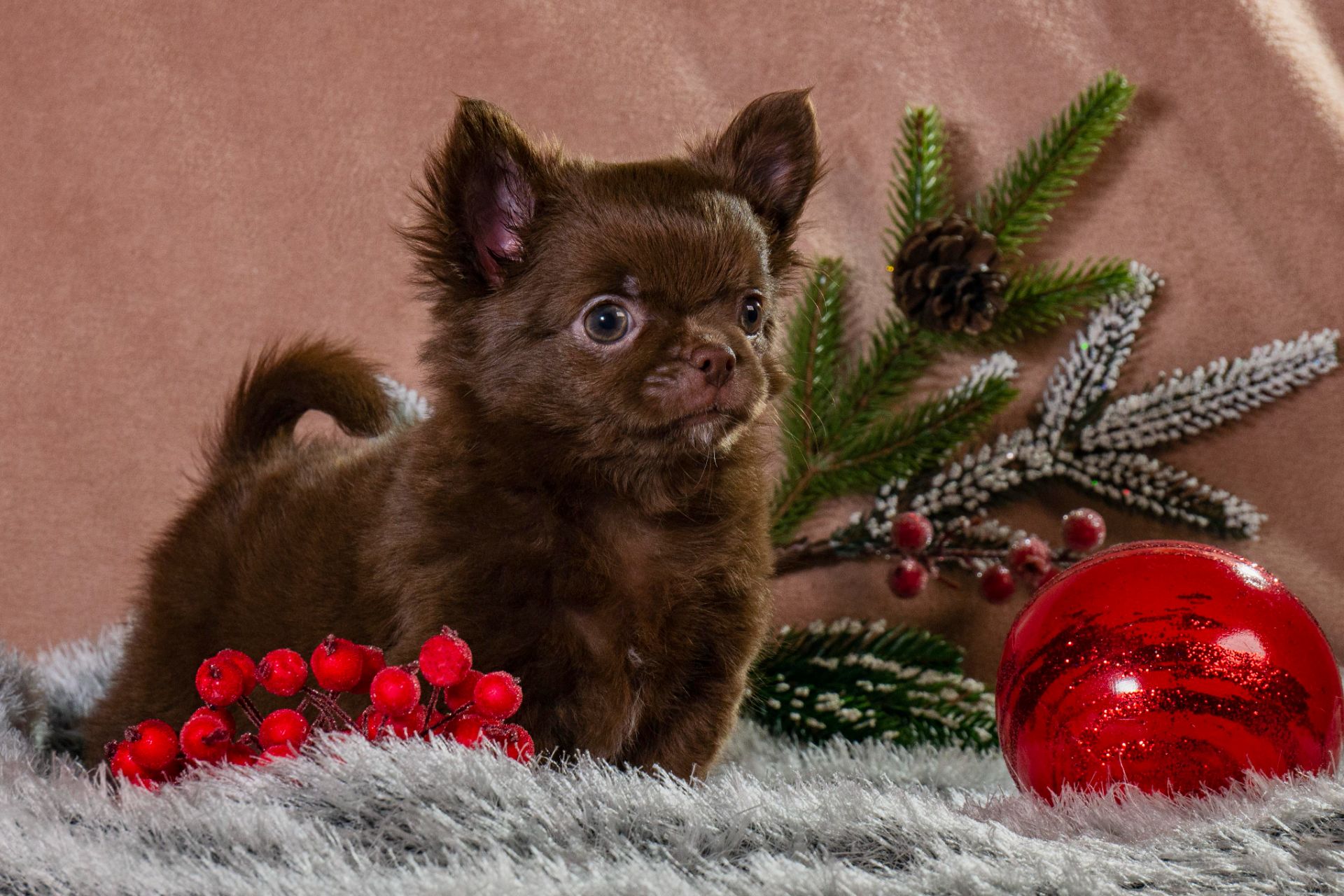 Неймовірної краси хлопчик чихуахуа шоколадного кольору!