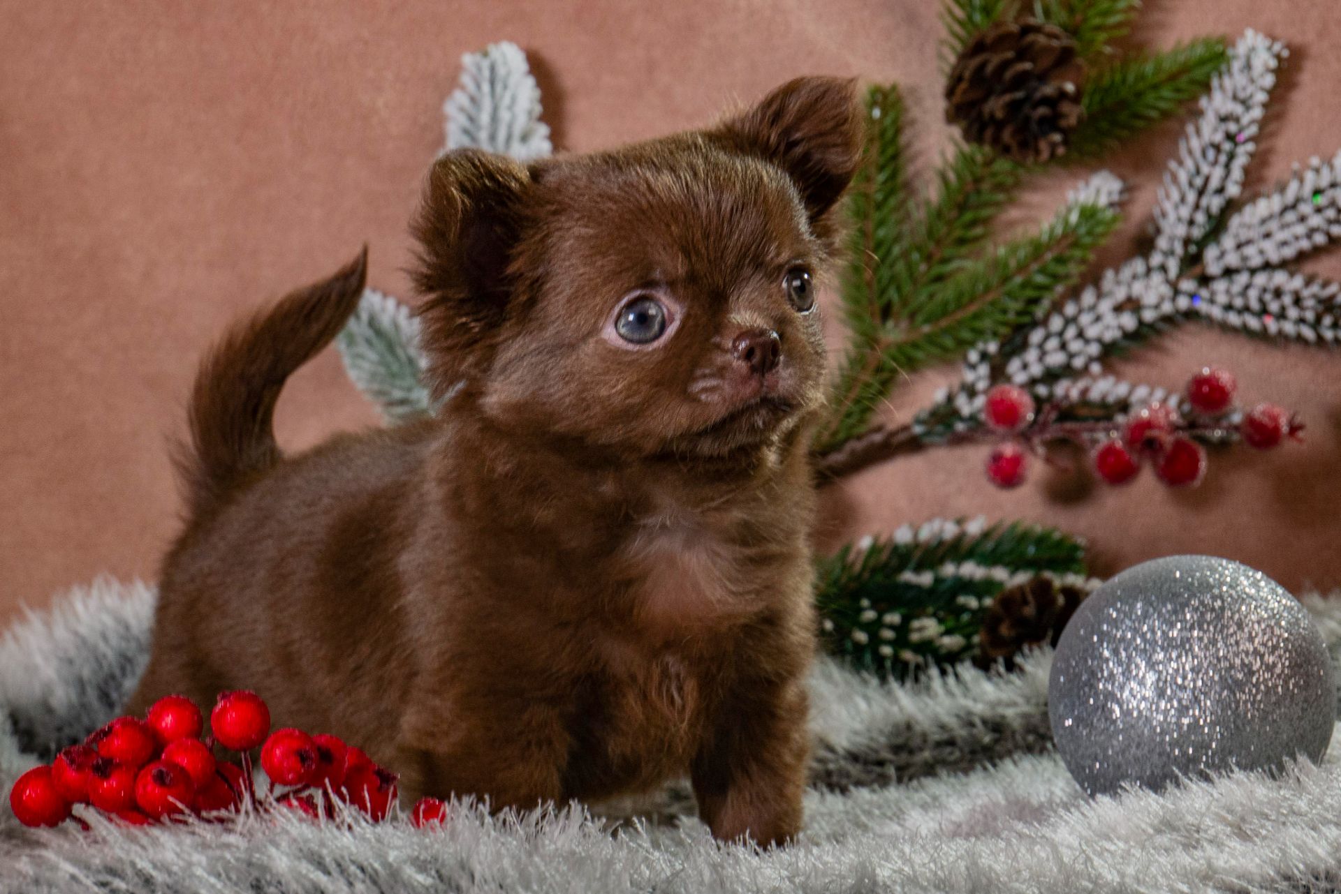 Цуценя чихуахуа, шоколадна дівчинка чихуахуа, "baby face"!