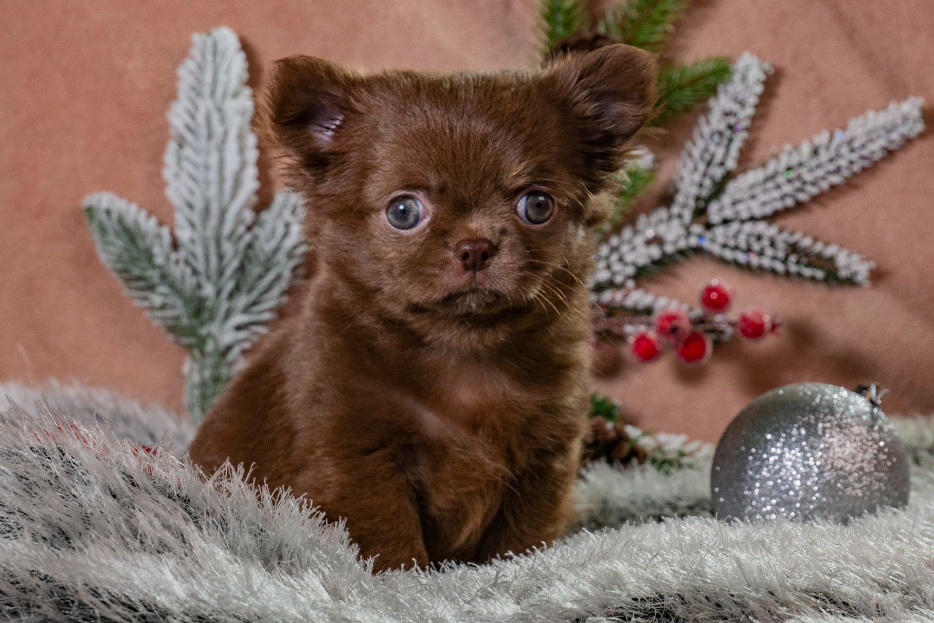 Цуценя чихуахуа, шоколадна дівчинка чихуахуа, "baby face"!