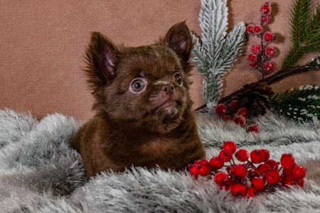 Неймовірної краси хлопчик чихуахуа шоколадного кольору!