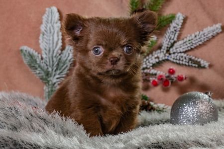 Цуценя чихуахуа, шоколадна дівчинка чихуахуа, "baby face"!