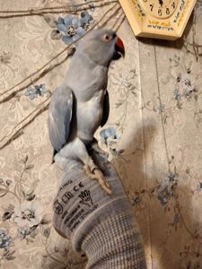 Ожереловый попугай, виолет