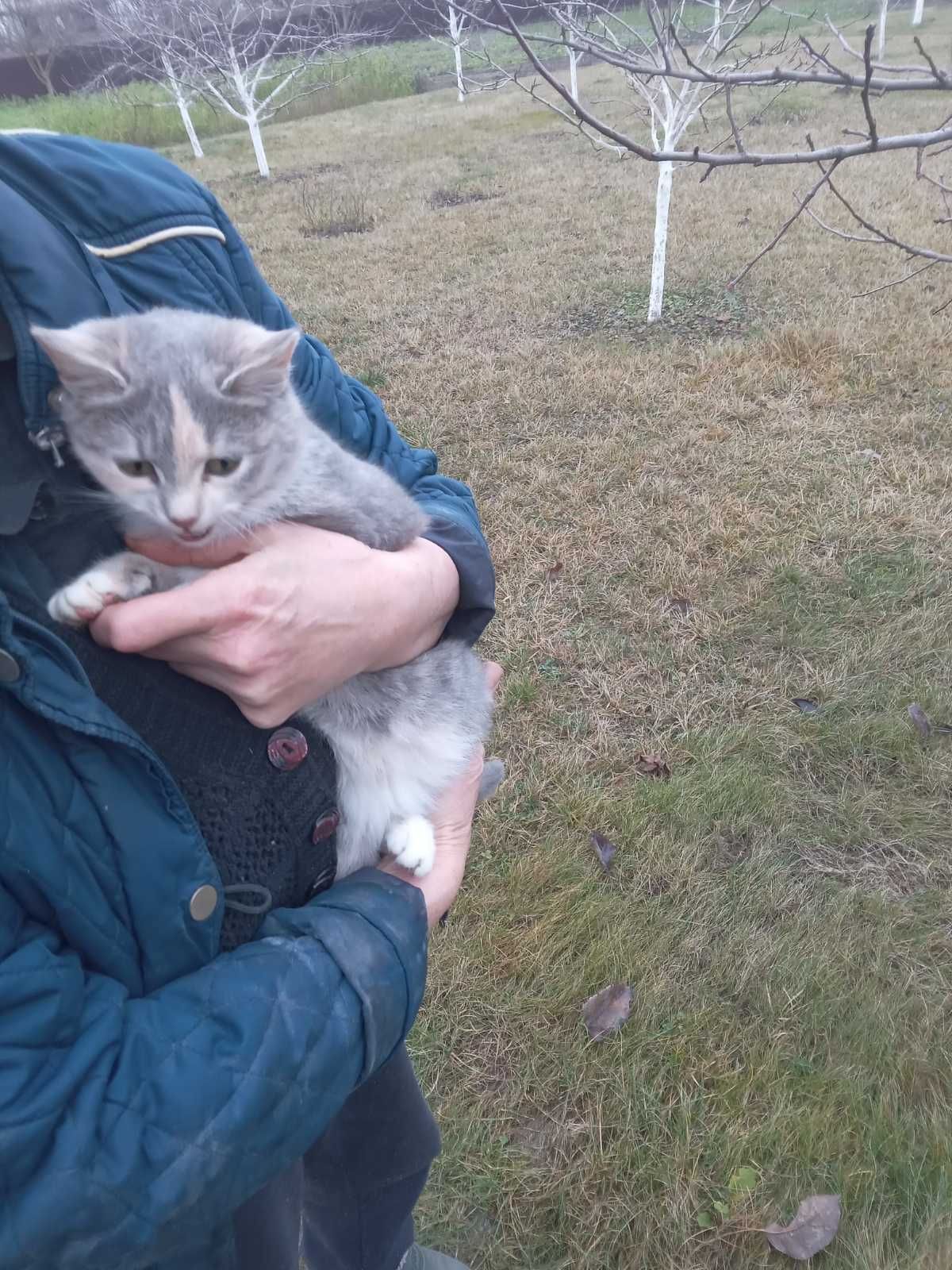 Лагідна кішечка чекає на господарів