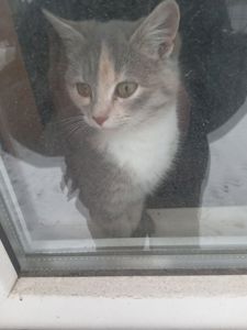 Лагідна кішечка чекає на господарів