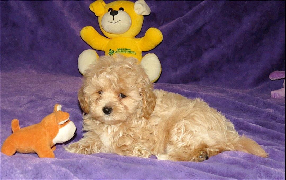 Цуценята Мальтипу ф-1 професійне розведення