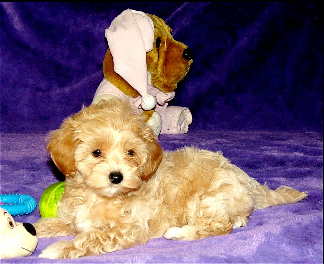 Цуценята Мальтипу ф-1 професійне розведення