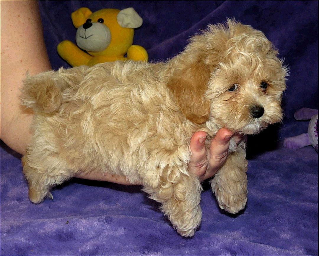 Мальтипу ф-1 професійне розведення