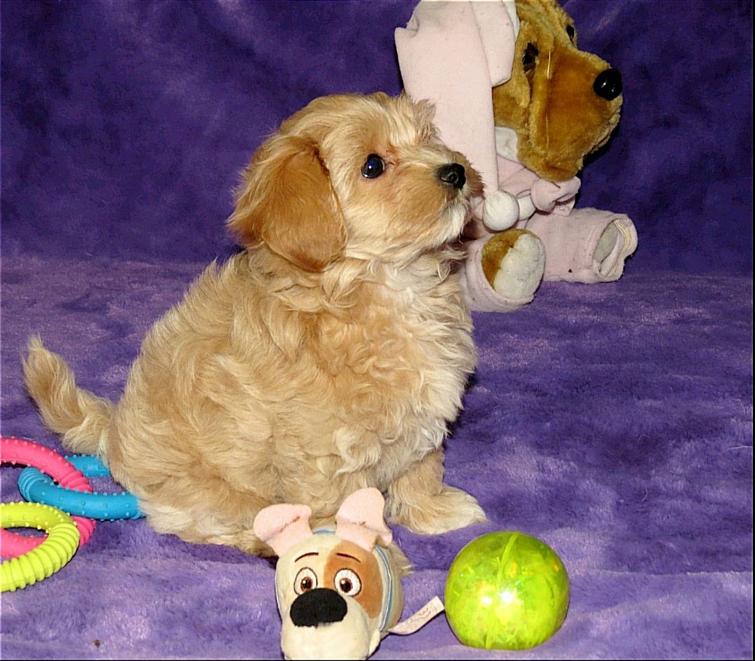 Мальтипу ф-1 професійне розведення