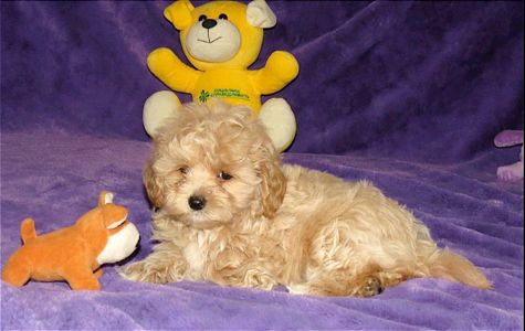 Цуценята Мальтипу ф-1 професійне розведення