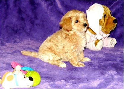 Цуценята Мальтипу ф-1 професійне розведення