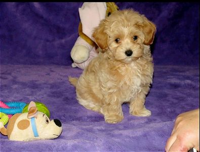 Цуценята Мальтипу ф-1 професійне розведення