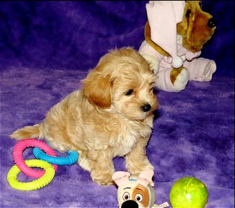 Цуценята Мальтипу ф-1 професійне розведення