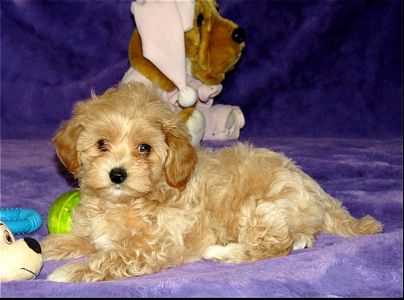 Мальтипу ф-1 професійне розведення