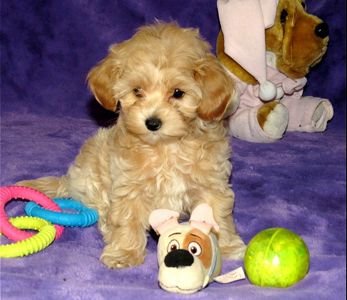 Мальтипу ф-1 професійне розведення