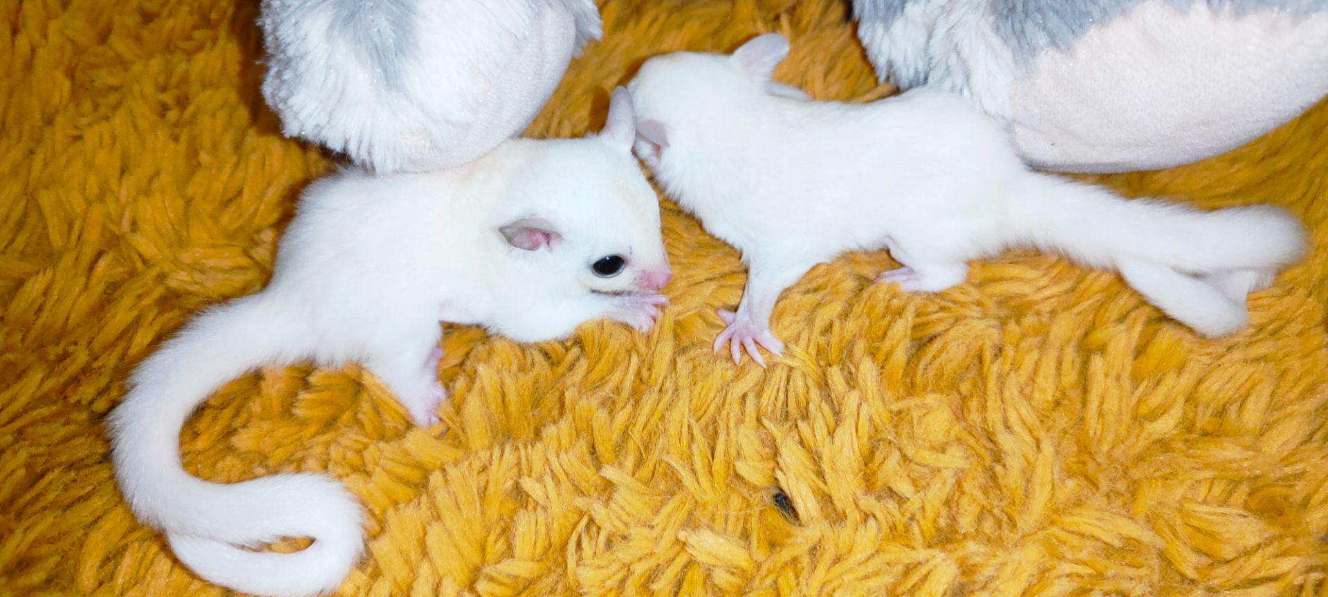 Цукровий поссум, планер, сумчаста екзотична летяга