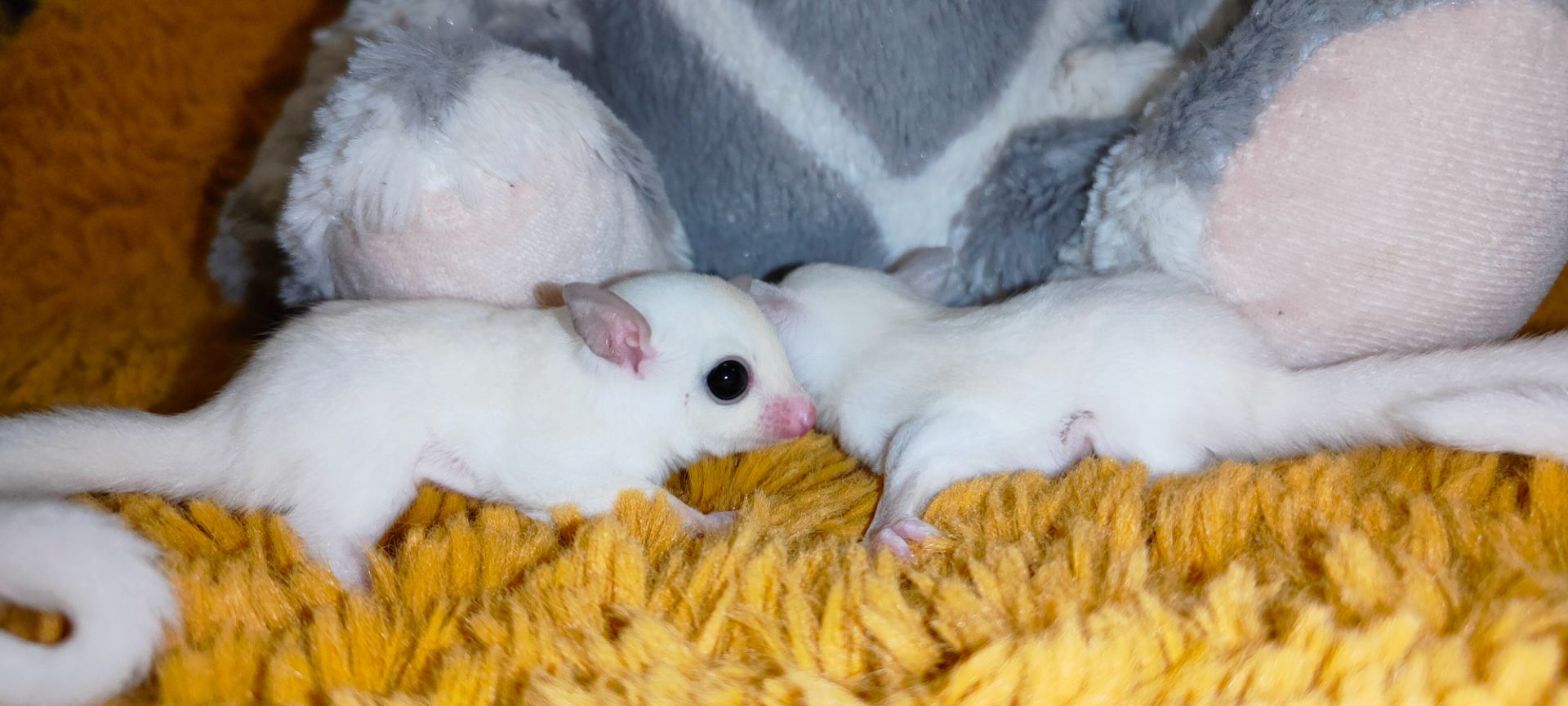 Цукровий поссум, планер, сумчаста екзотична летяга