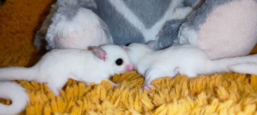 Цукровий поссум, планер, сумчаста екзотична летяга