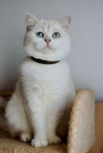 Британка срібна поінт