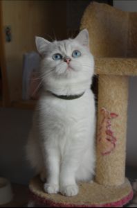 Британка срібна поінт