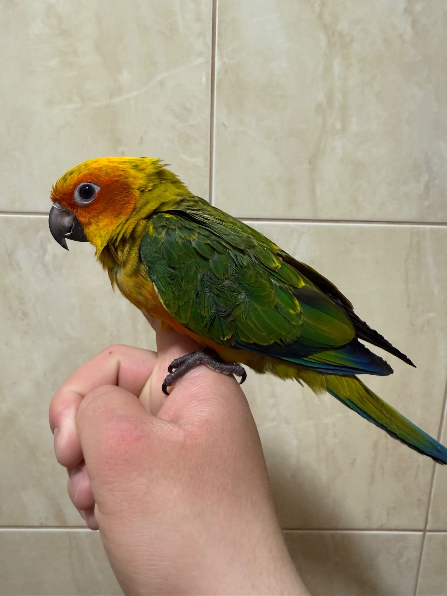 Аратинга малыш 2 месяца птенец