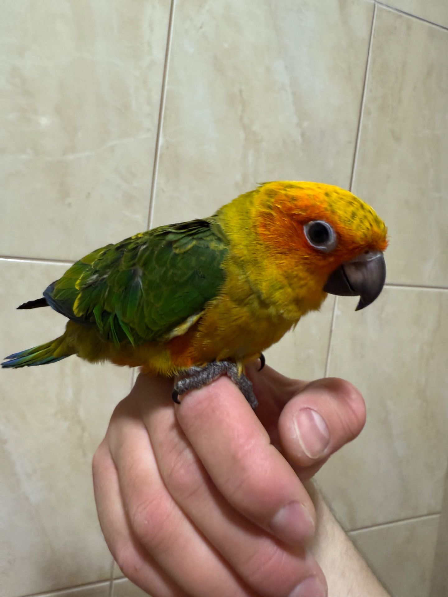 Аратинга малыш 2 месяца птенец