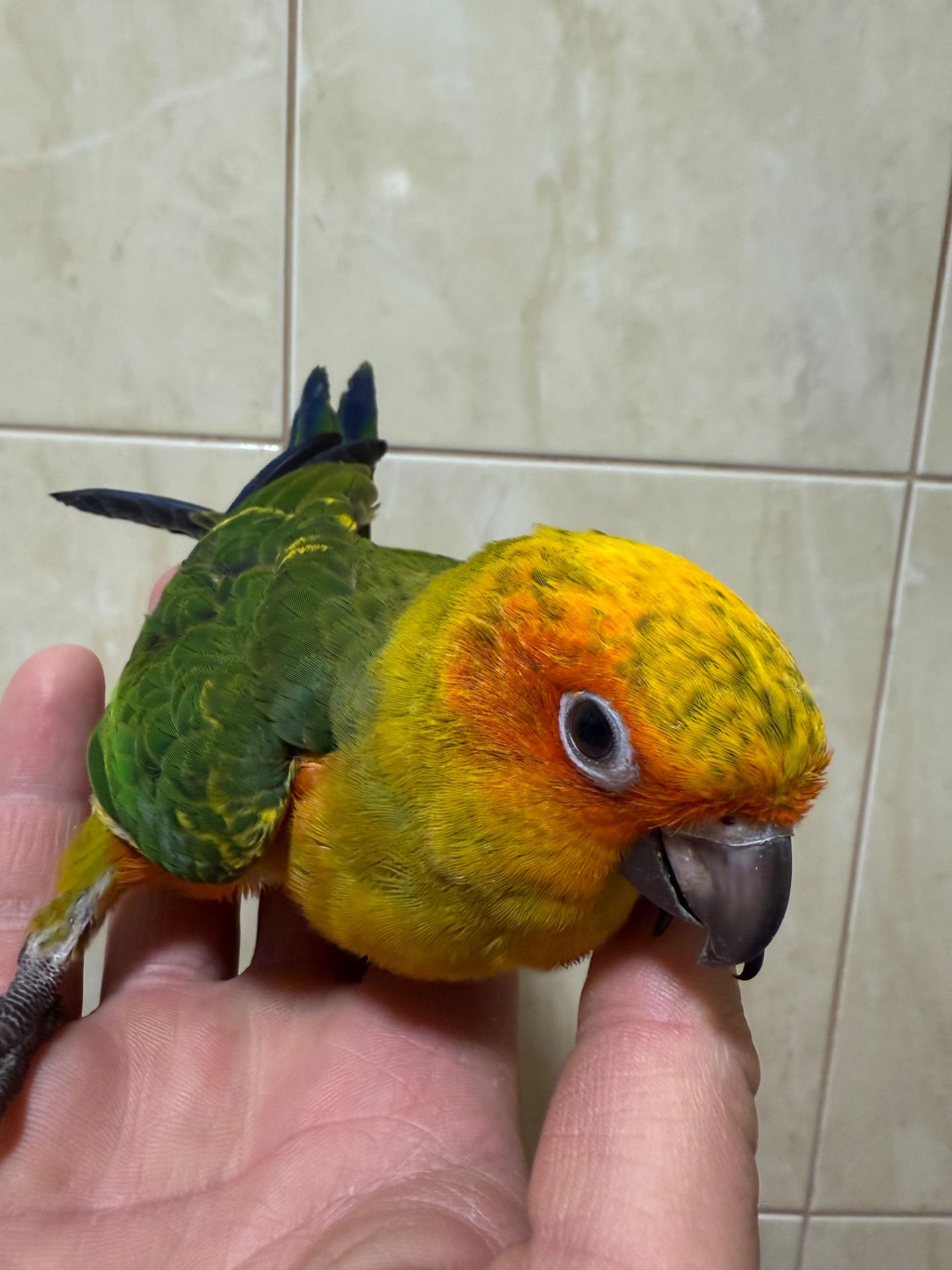 Аратинга малыш 2 месяца птенец