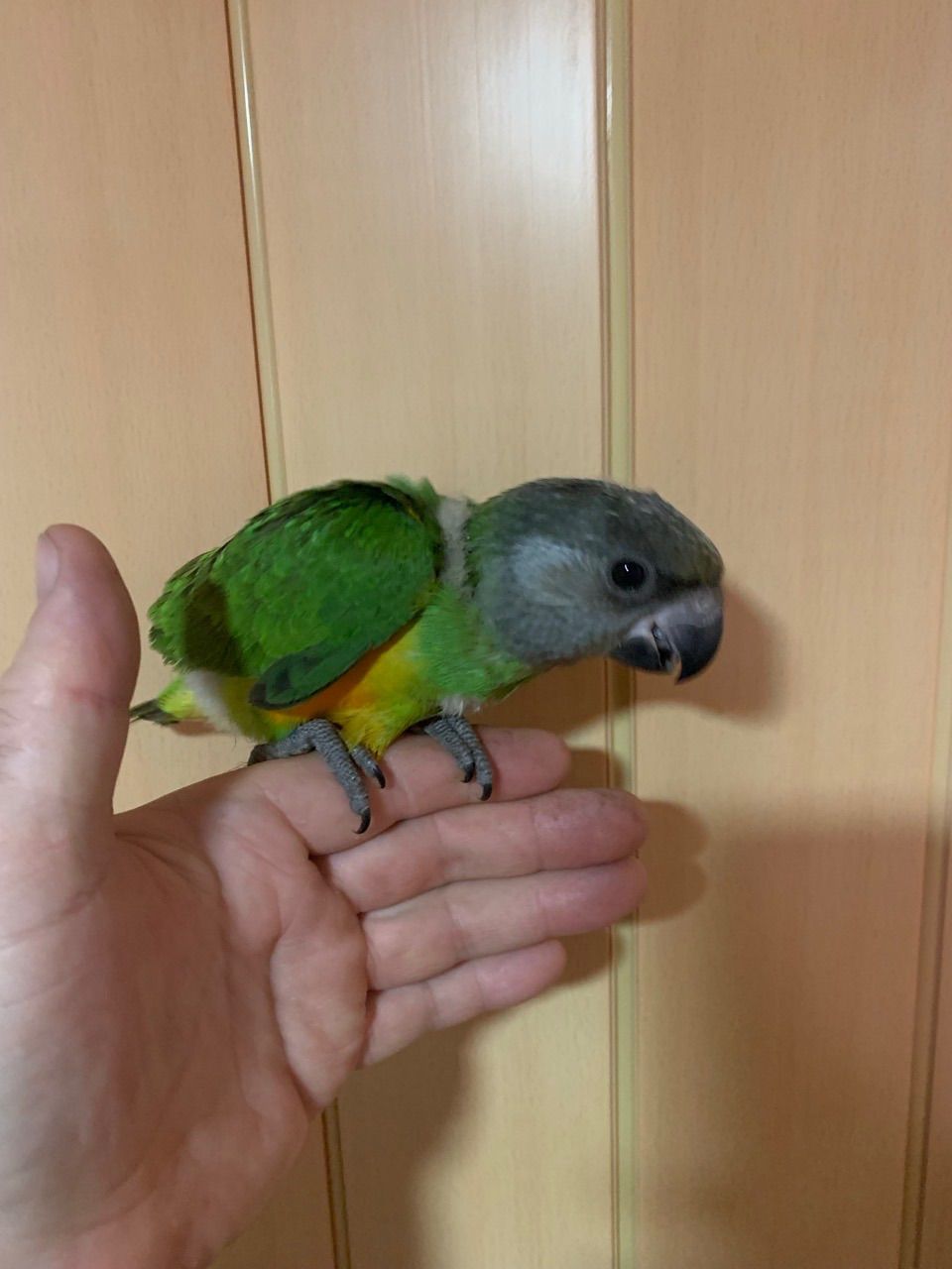 Попугай Сенегал молодой окольцованный