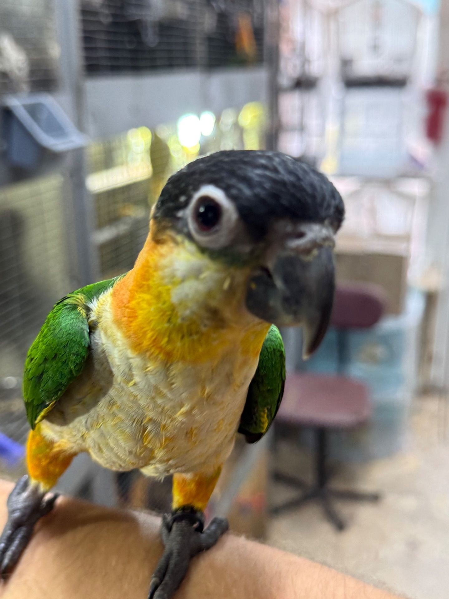 Папуга каік веселий, пташенята