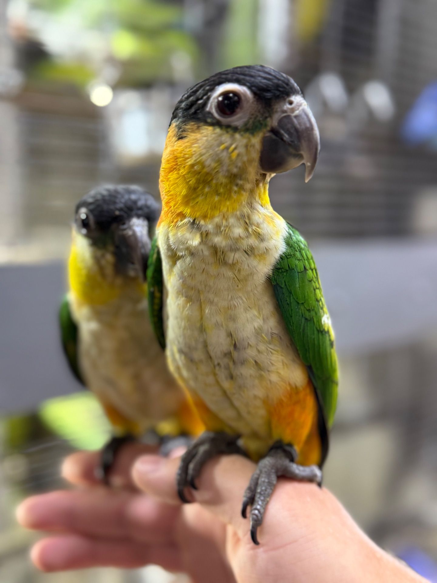 Папуга каік веселий, пташенята