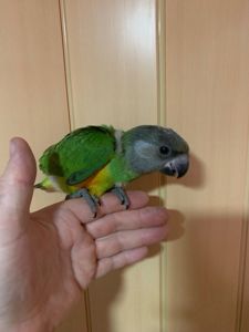 Попугай Сенегал молодой окольцованный