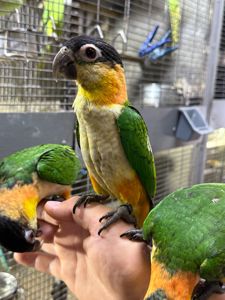 Папуга каік веселий, пташенята