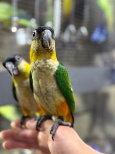 Папуга каік веселий, пташенята