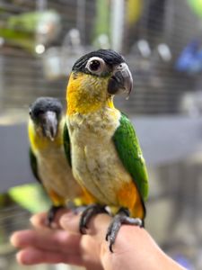 Папуга каік веселий, пташенята