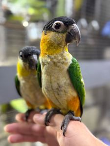 Папуга каік веселий, пташенята