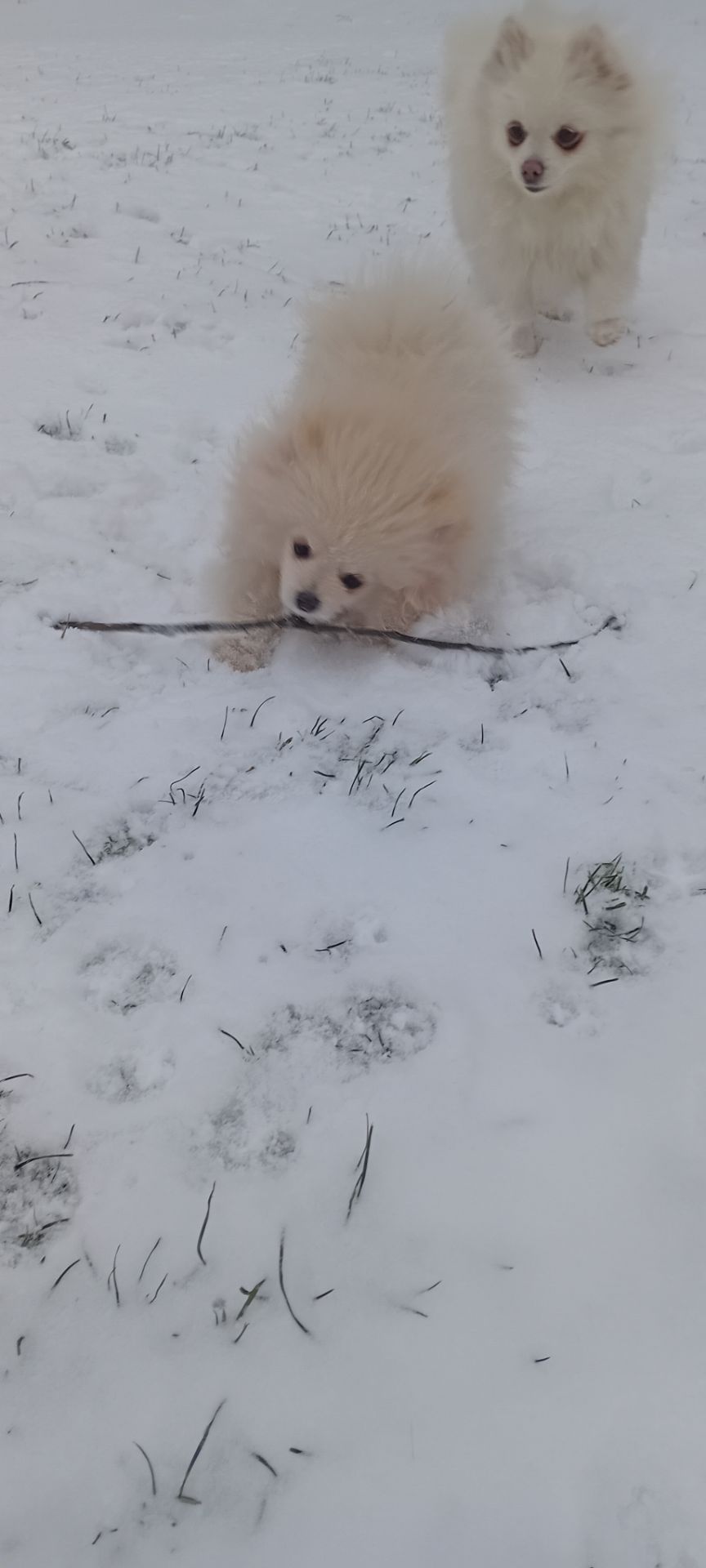 Девочка микро Померашка Анабель 500 евро