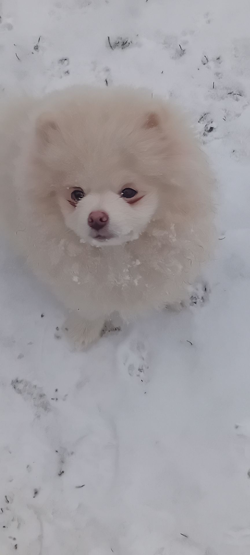 Мальчик Померанского Шпица КСУ мини белого окраса