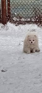 Мальчик Померанского Шпица КСУ мини белого окраса