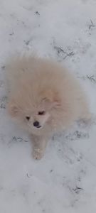 Девочка микро Померашка Анабель 500 евро