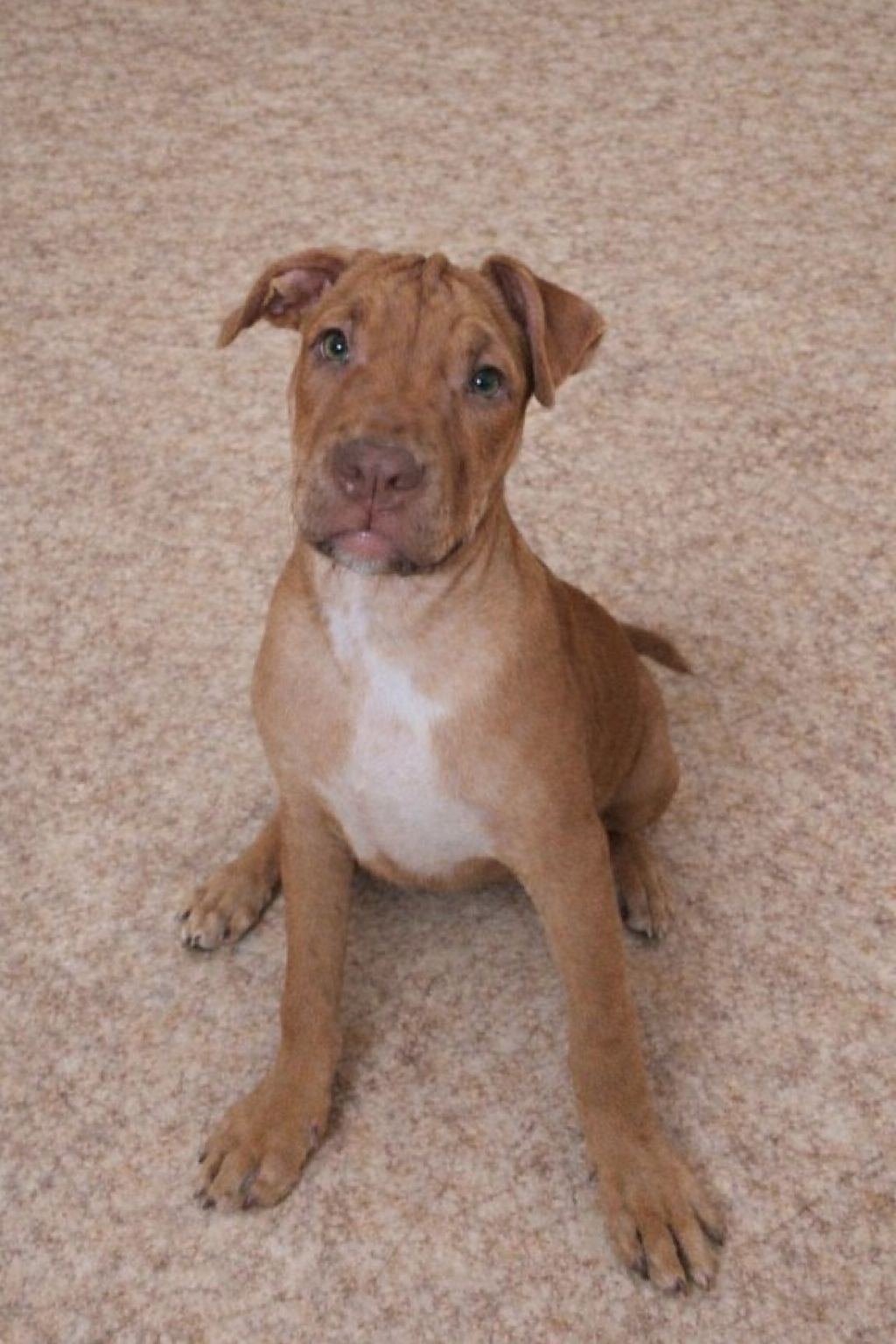 Щенок Американский питбультерьер