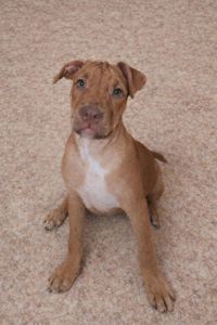 Щенок Американский питбультерьер