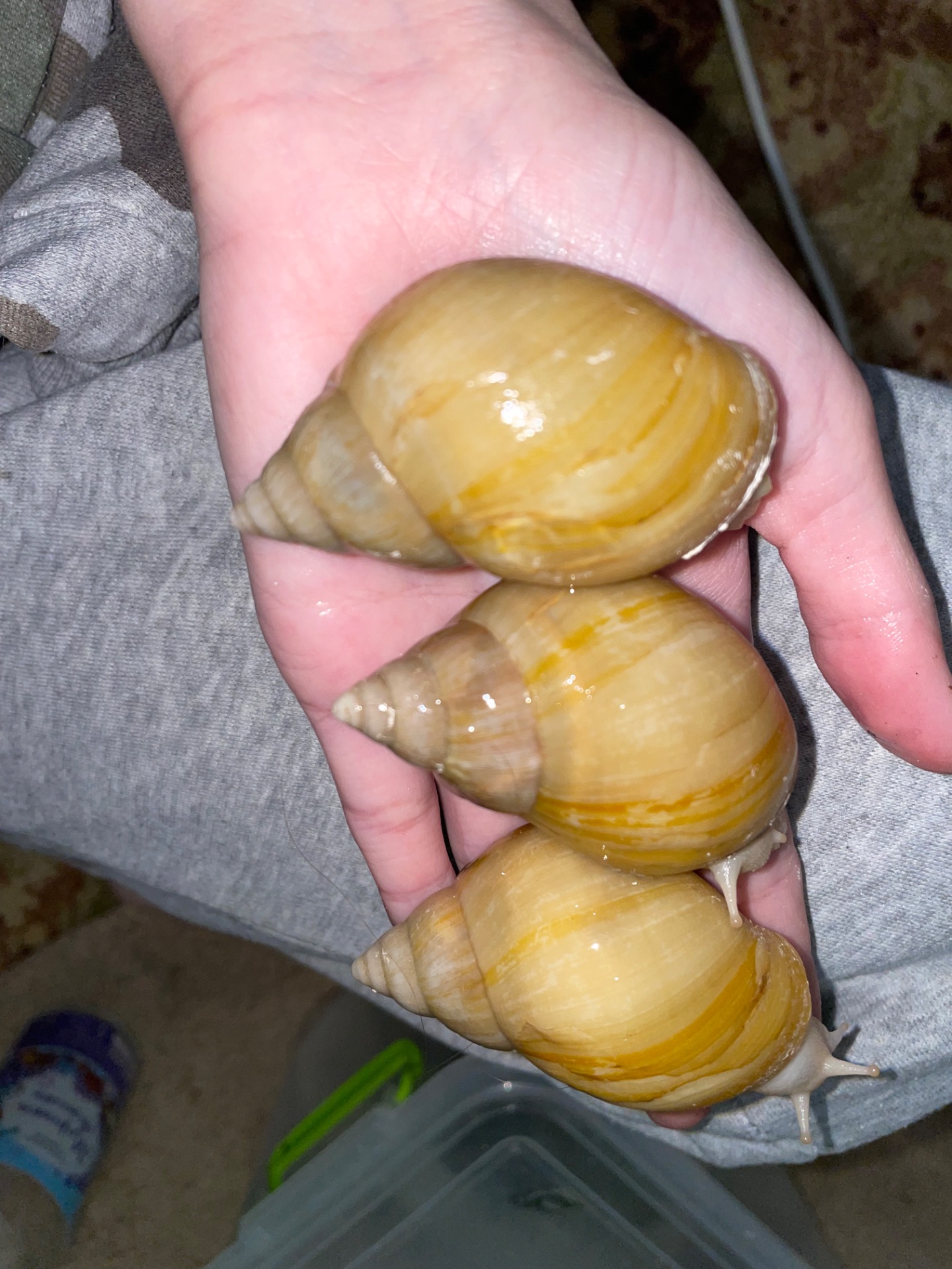 Ахатини велетні косметичні