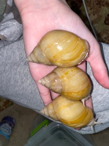 Ахатини велетні косметичні