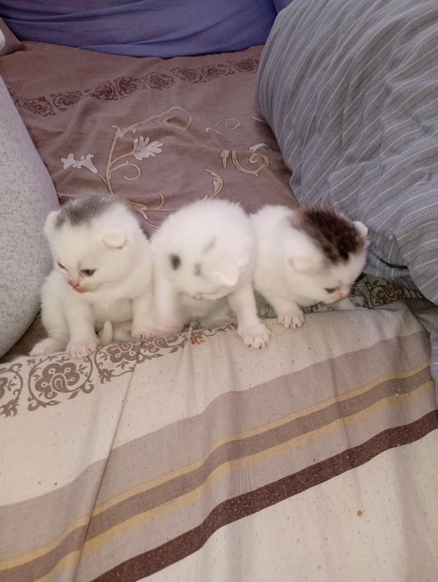 Скотіш фолд шотландец