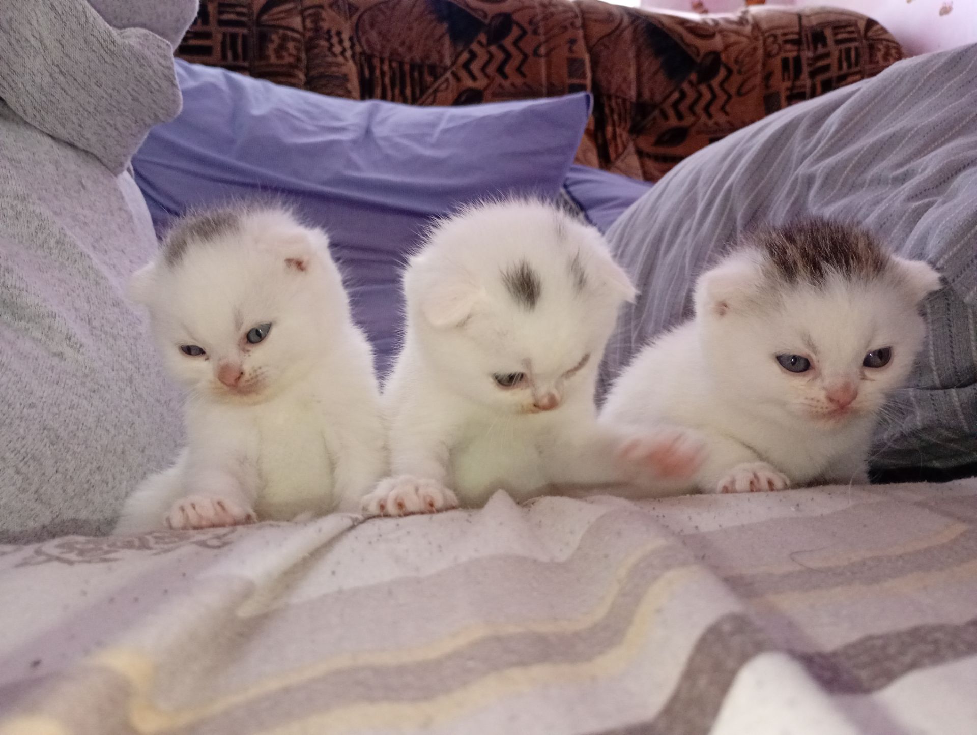 Скотіш фолд шотландец