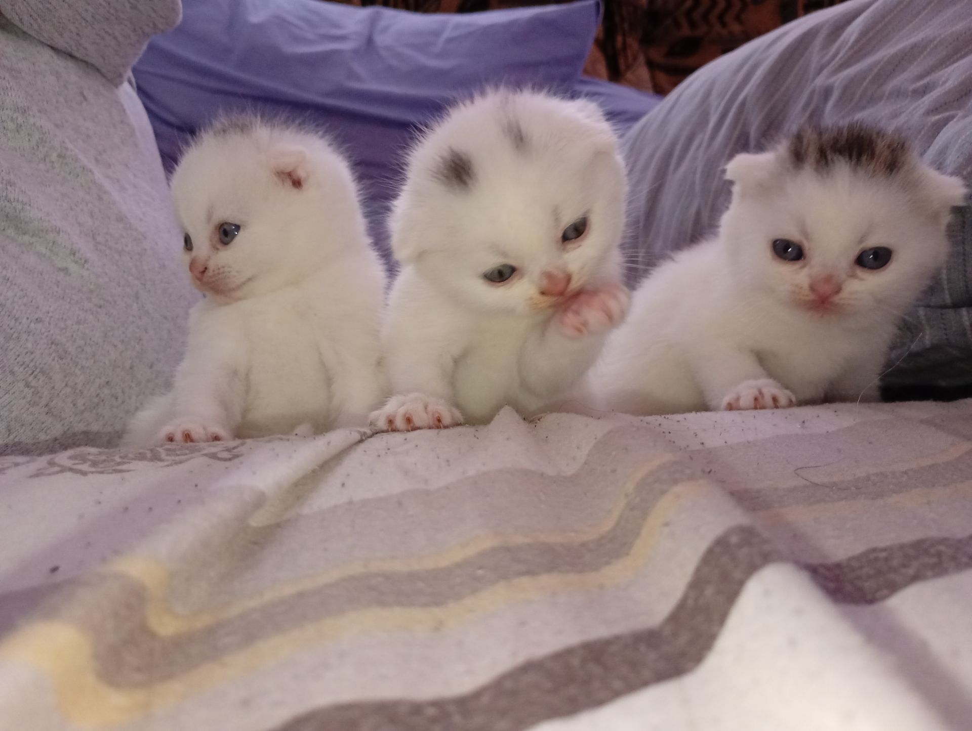 Скотіш фолд шотландец