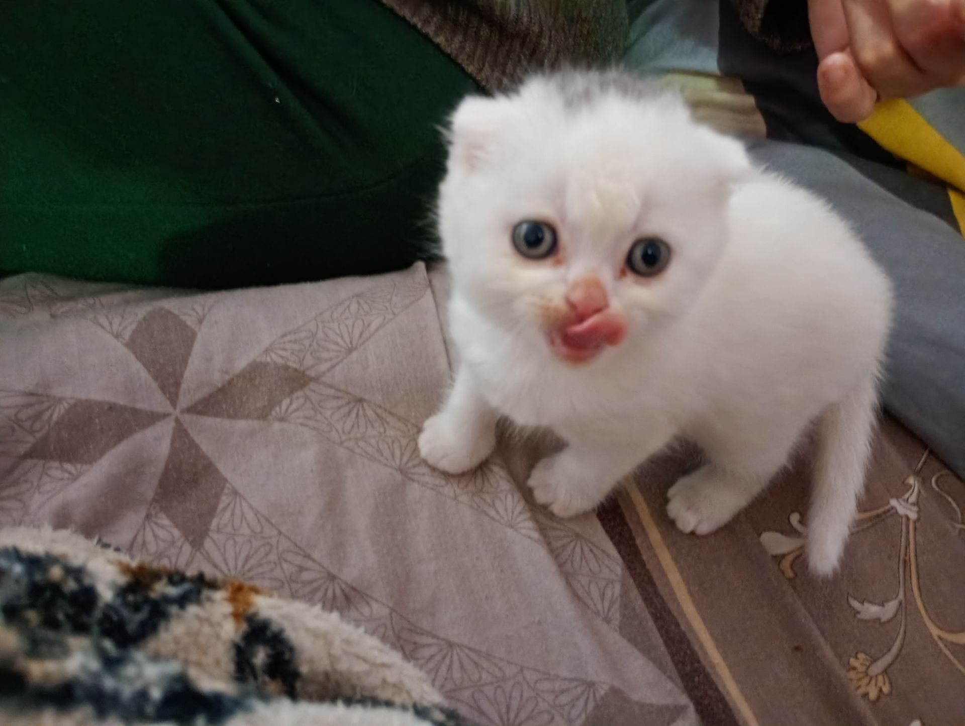 Скотіш фолд шотландец