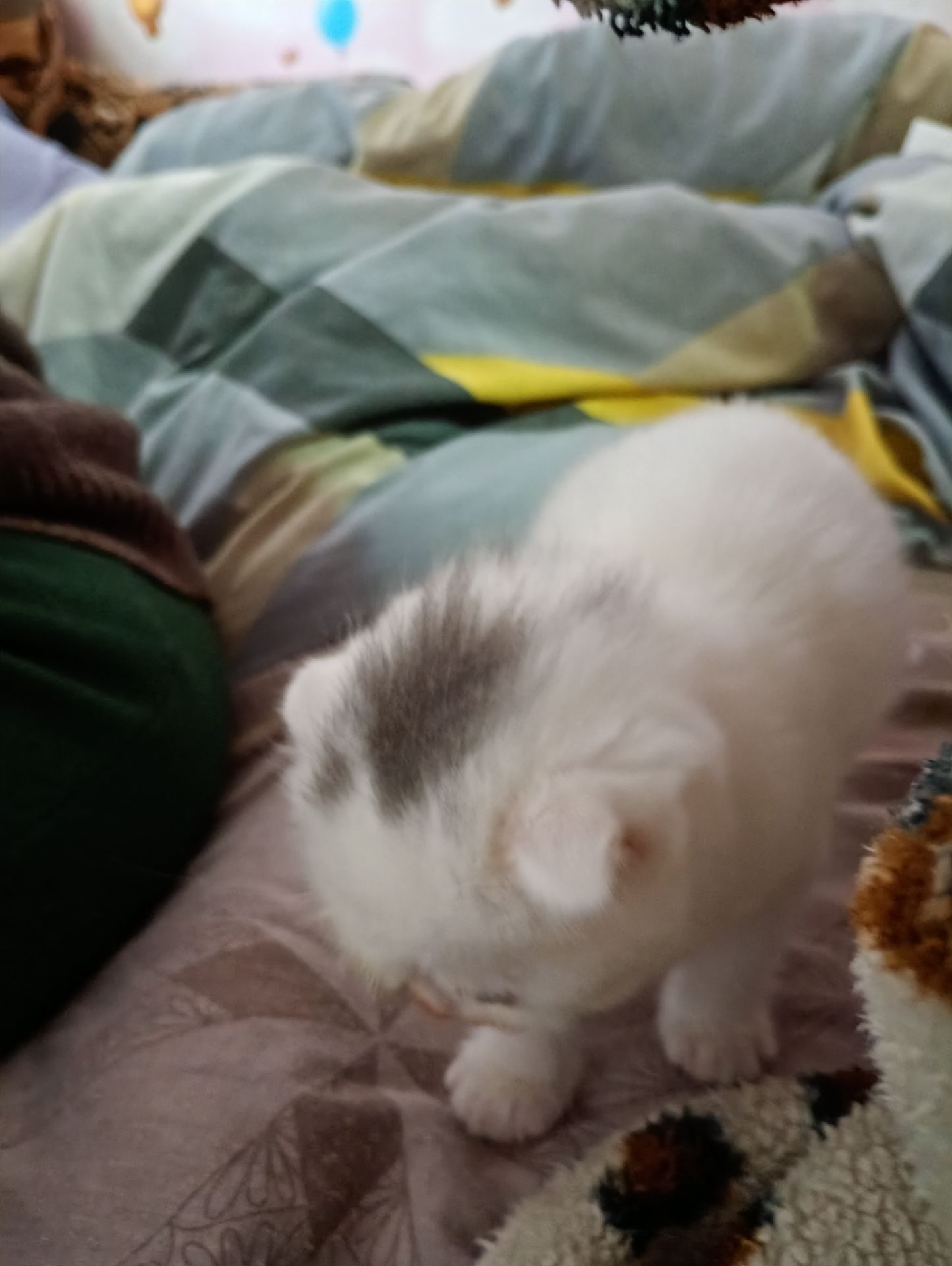 Скотіш фолд шотландец