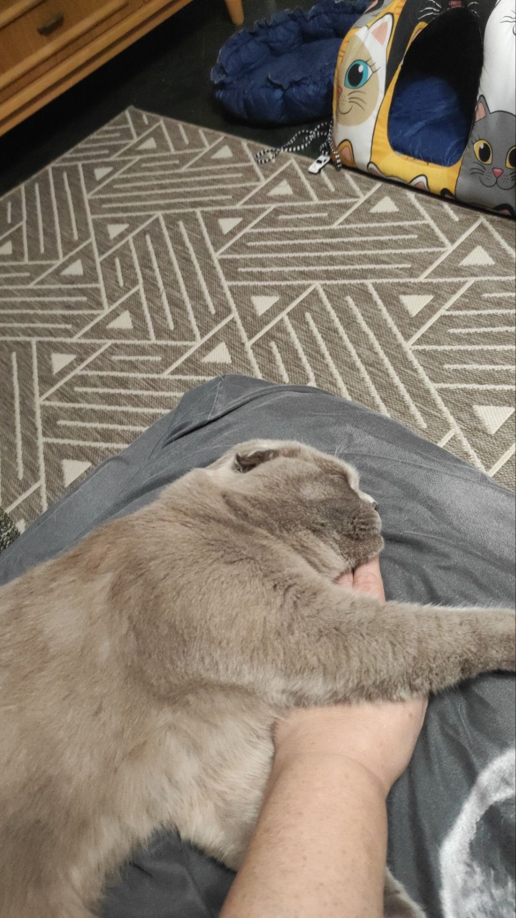 Скотіш фолд шотландец